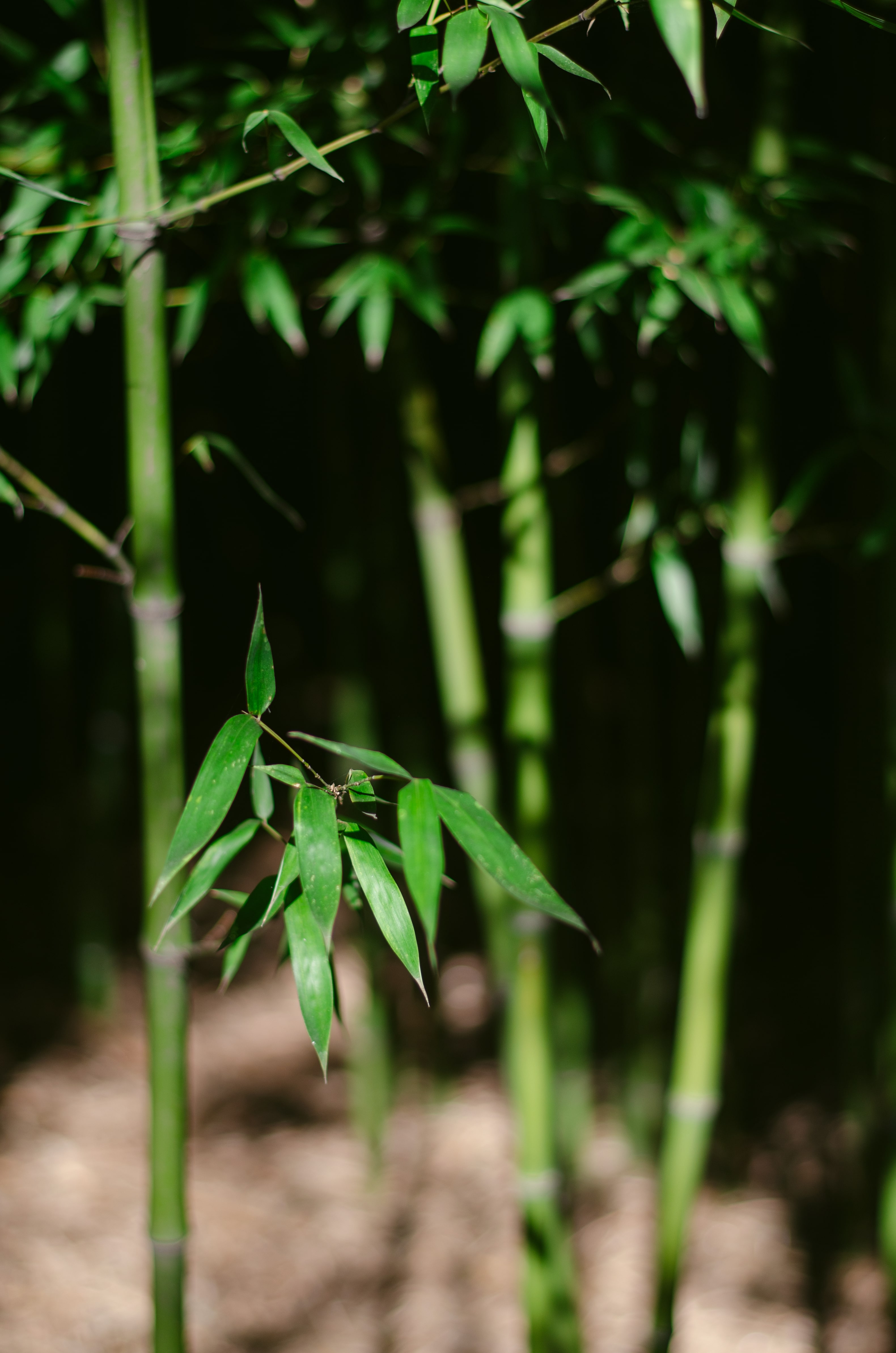 Fusto di bamboo